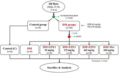 Echinacea purpurea Ethanol Extract Improves Male Reproductive Dysfunction With Streptozotocin–Nicotinamide-Induced Diabetic Rats